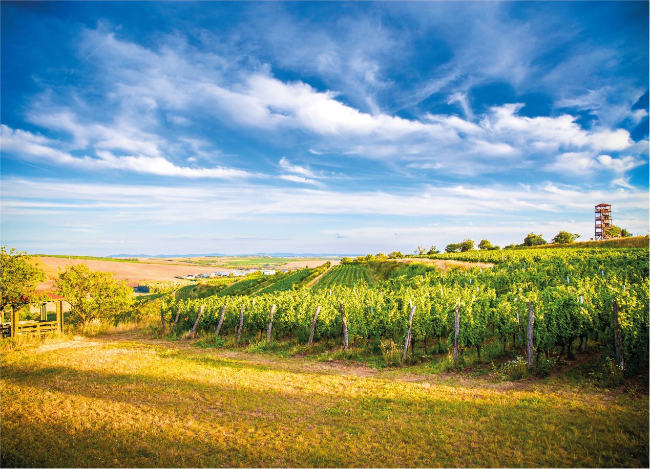 Rozhledna Kraví Hora