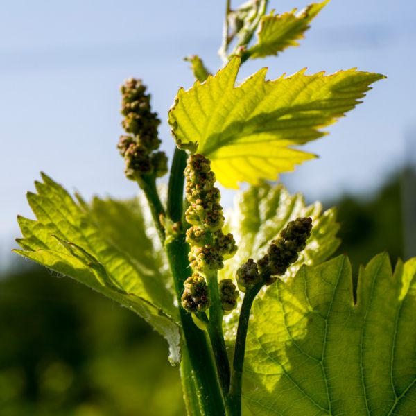 Bio. Cesta kterou jsme se vydali.